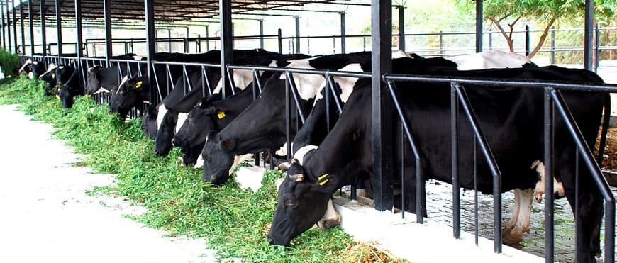 Telangana Pala Velugu Scheme