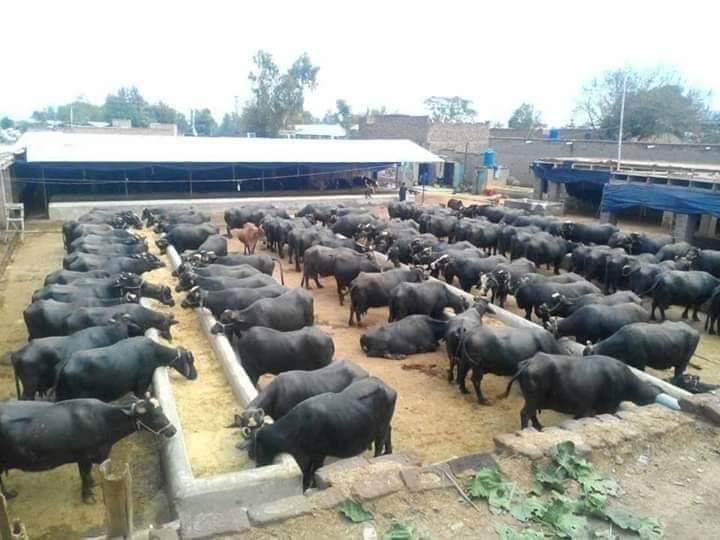 Pala Velugu