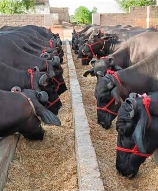 Telangana Pala Velugu Scheme